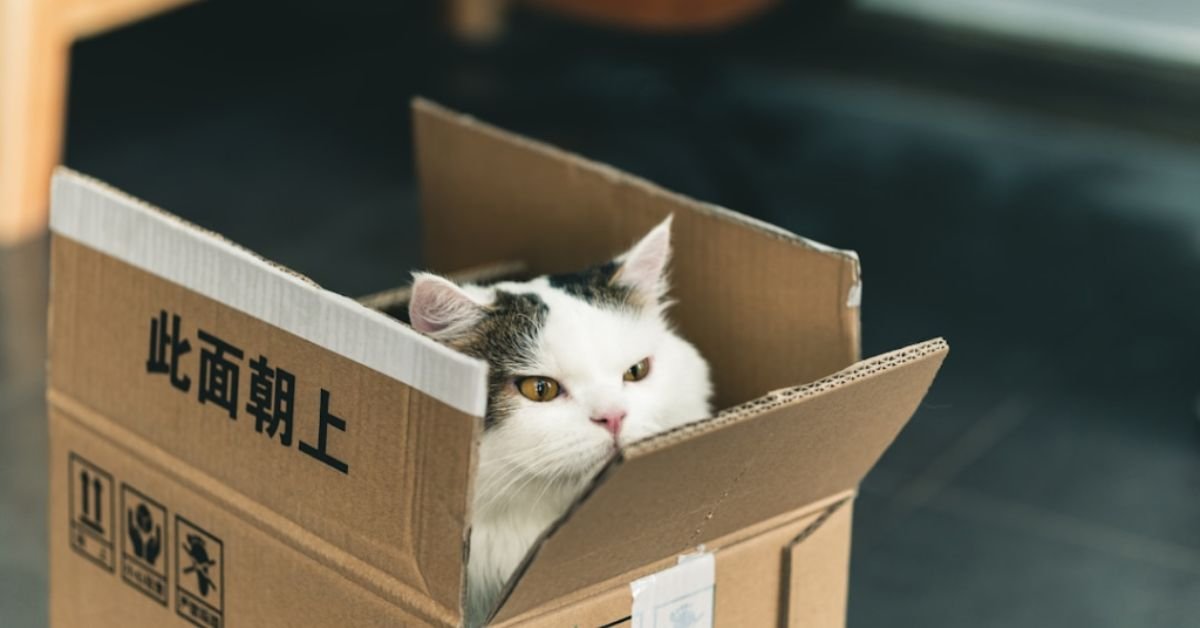 is it better to move with boxes or totes